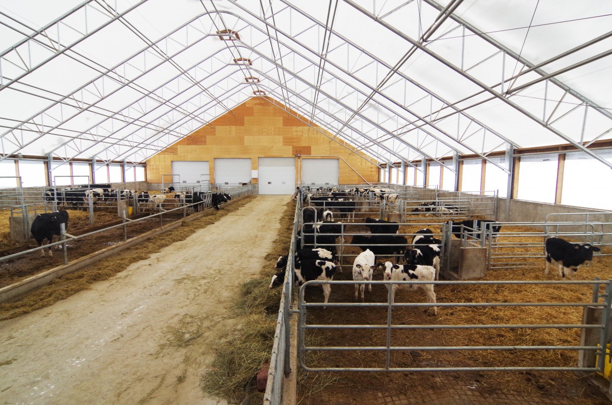 Livestock and beef fabric buildings