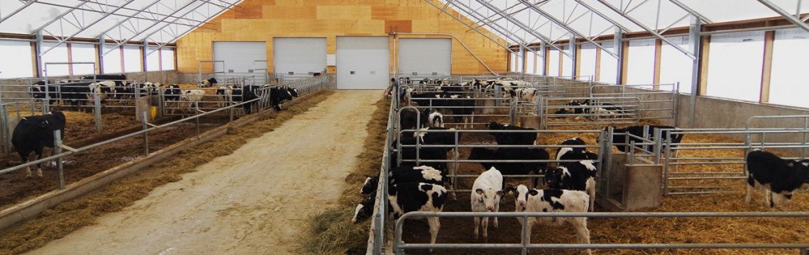 Livestock inside Cobra fabric structure