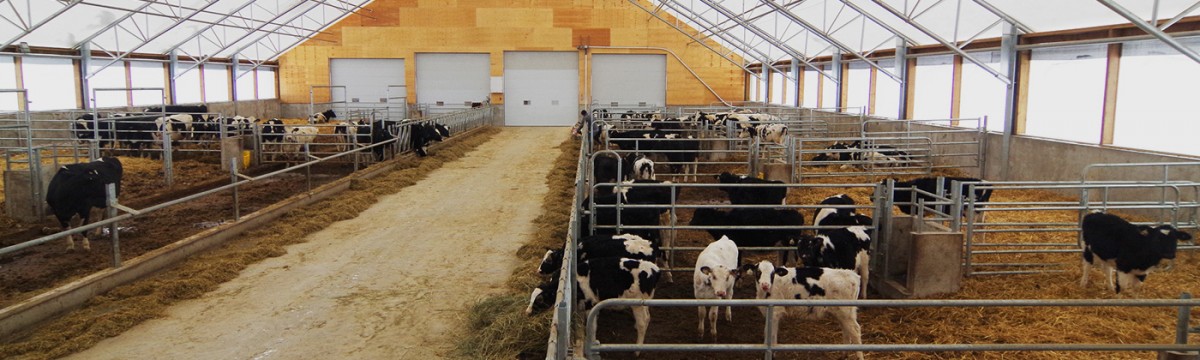 Livestock inside Cobra fabric structure