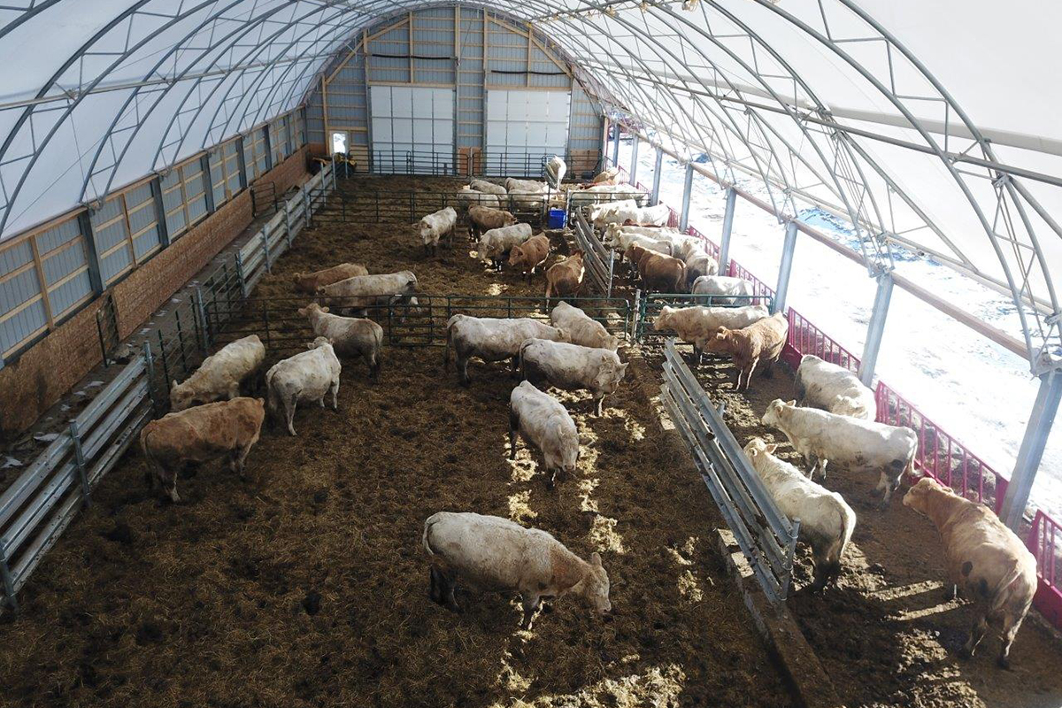 Cobra Structures beef barn